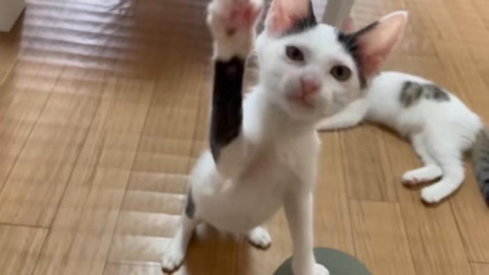 白黒猫