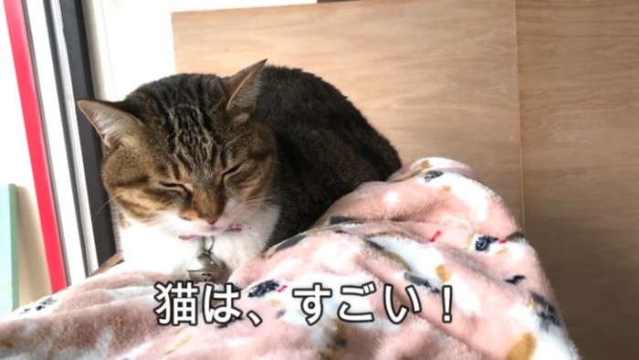 眠そうな猫