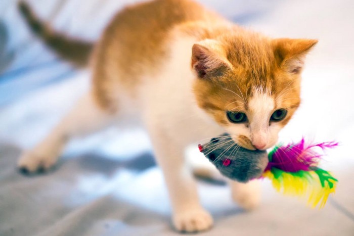 おもちゃを運ぶ子猫