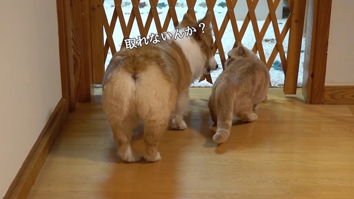 柵の前にいる猫と犬