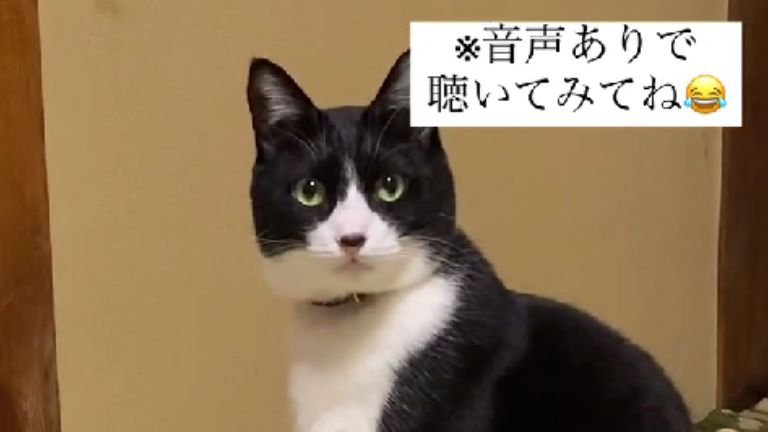 室内にいる猫