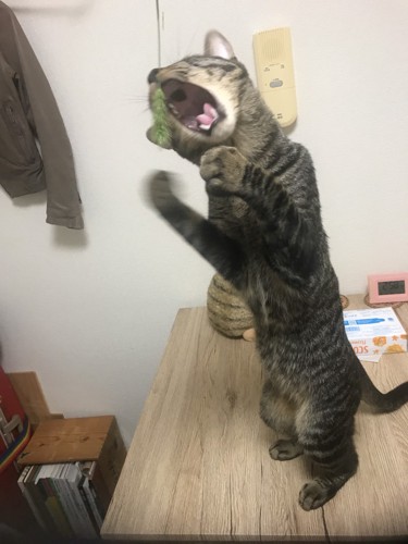 猫じゃらしにじゃれる猫