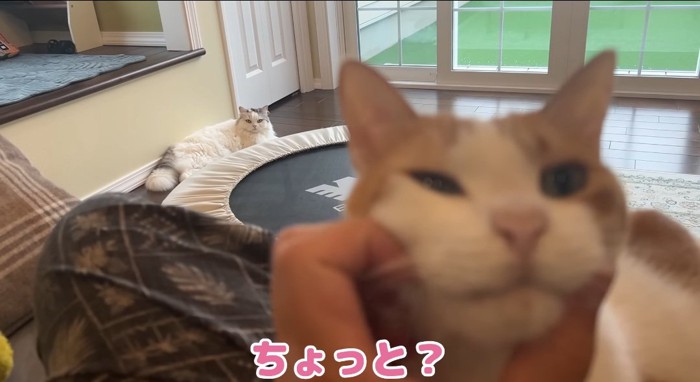 撫でられる猫