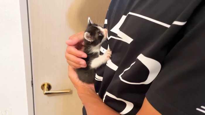 見上げる子猫