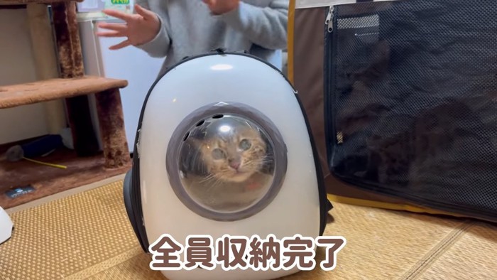 キャリーの中にいる猫