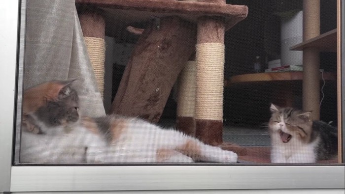 あくびをする子猫