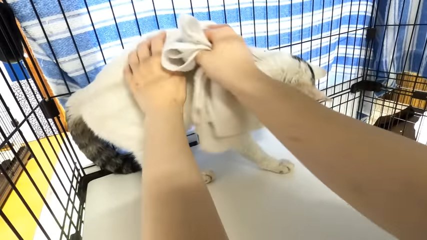 背中を拭かれる猫