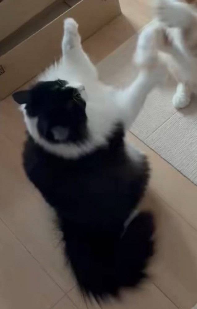 後ろ足で立ち上がって前足を大きく広げる白黒猫