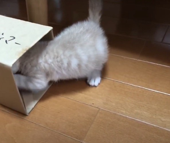 箱に頭を突っ込む猫