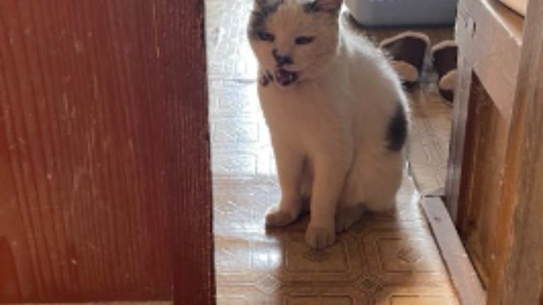 室内にいる猫