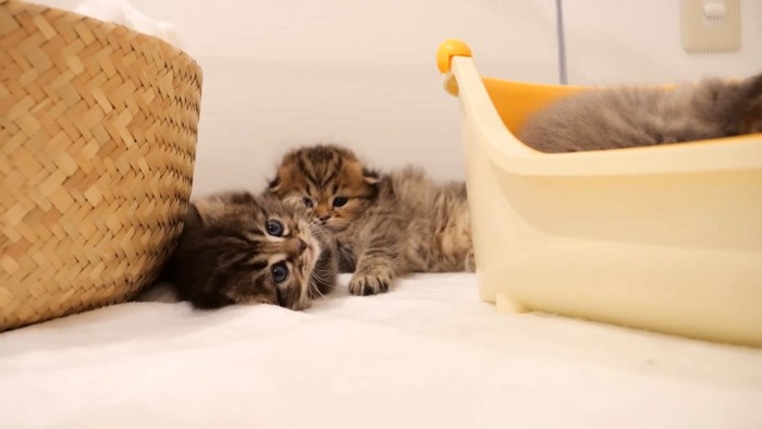 トイレの外にも2匹の子猫