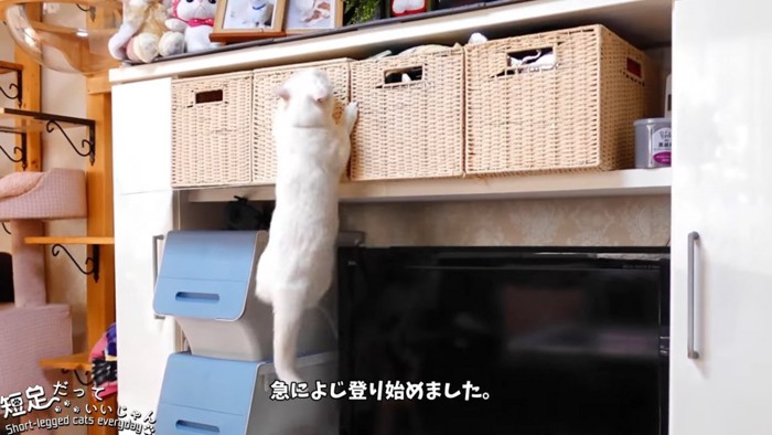 よじ登る猫