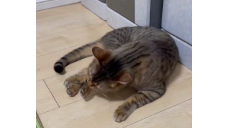 毛づくろいする猫