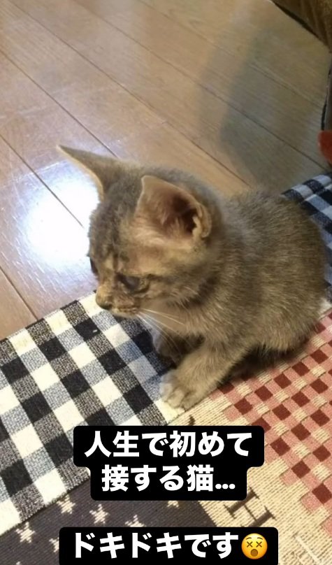 床に座っている子猫