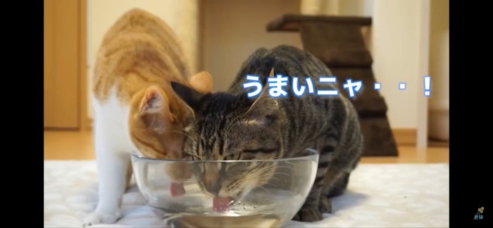 飲む