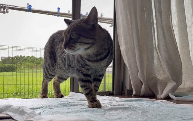 家の中に入る猫