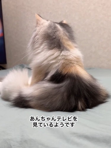 座る猫の後ろ姿