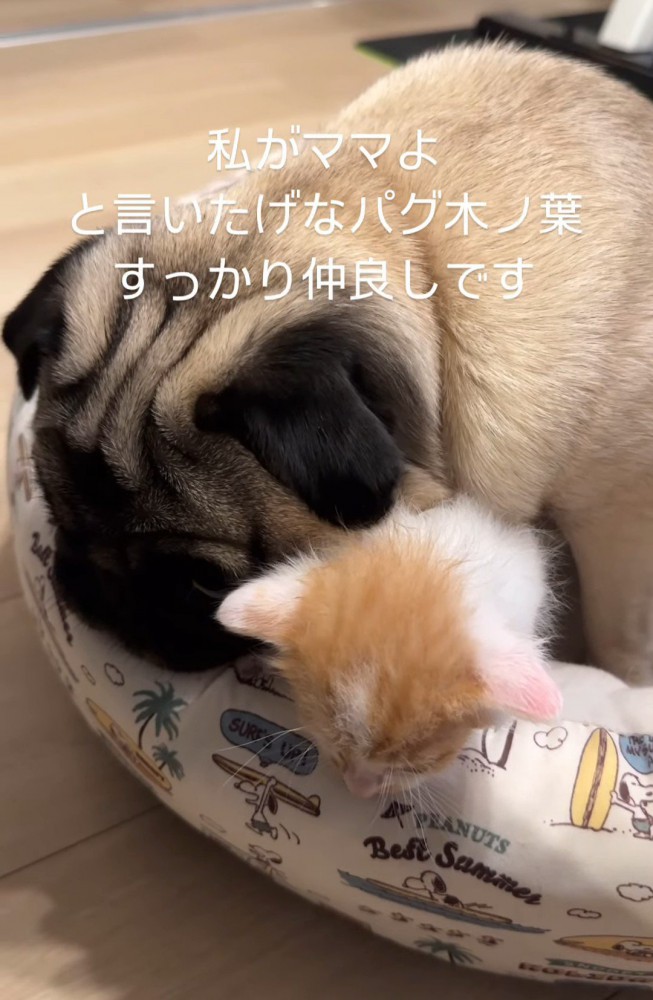 下を向く子猫と犬