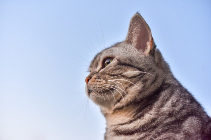 青空と猫