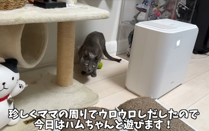 見上げる猫