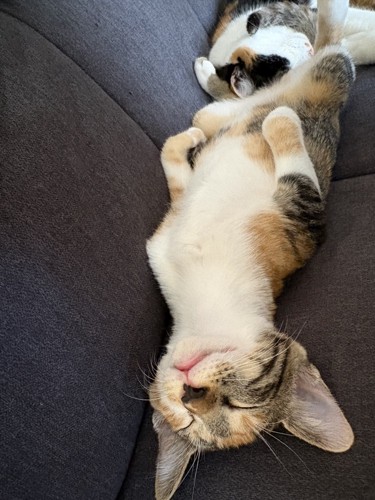 ソファの上で仰向けになって眠る三毛トラ猫