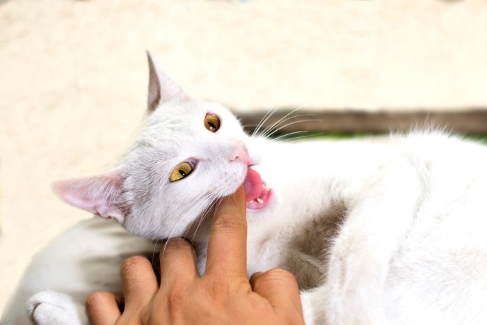 指に噛みつく猫