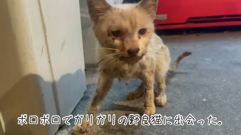 やせ細った猫