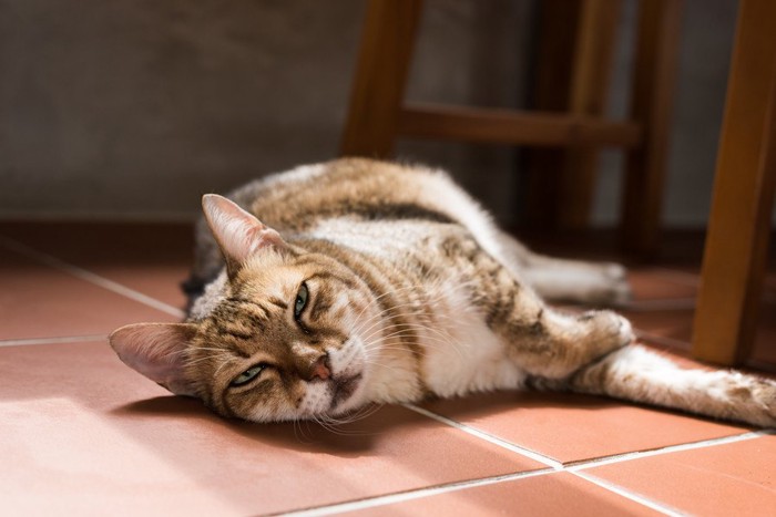 ご機嫌斜めそうな猫