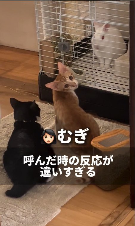 呼びかけに応える猫