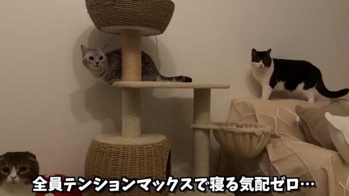 キャットタワーの周りにいる猫