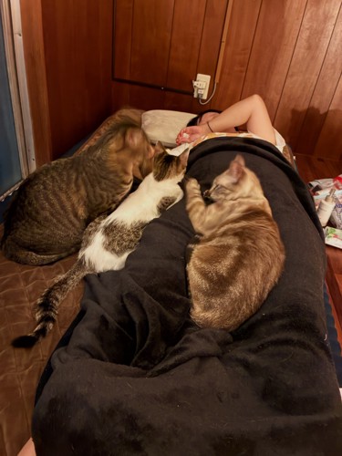 ベッドにいる猫たち