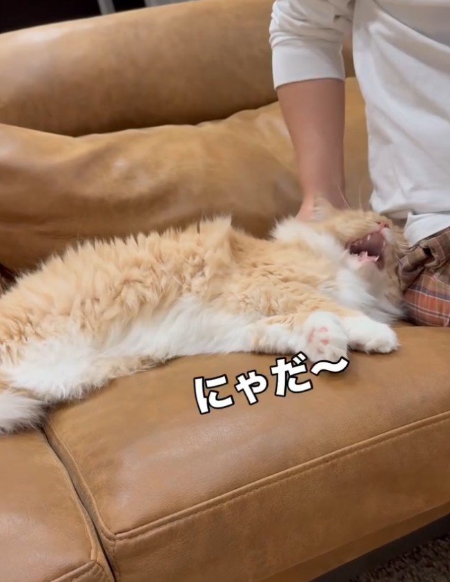 「にゃだ」と書かれた写真