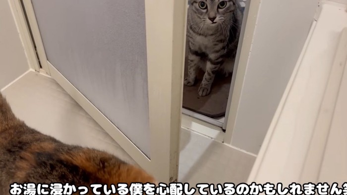 怪訝な顔をする猫