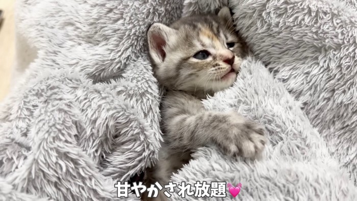 毛布に包まれる子猫