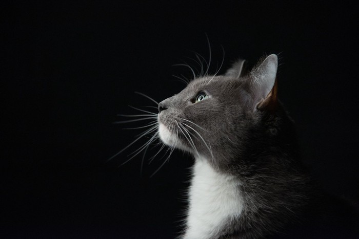 何かを見つめる猫