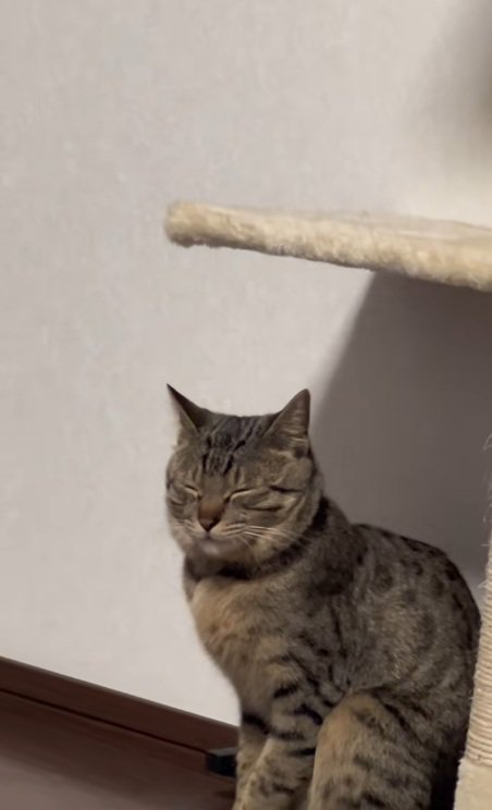 座ったまま眠るキジトラ猫