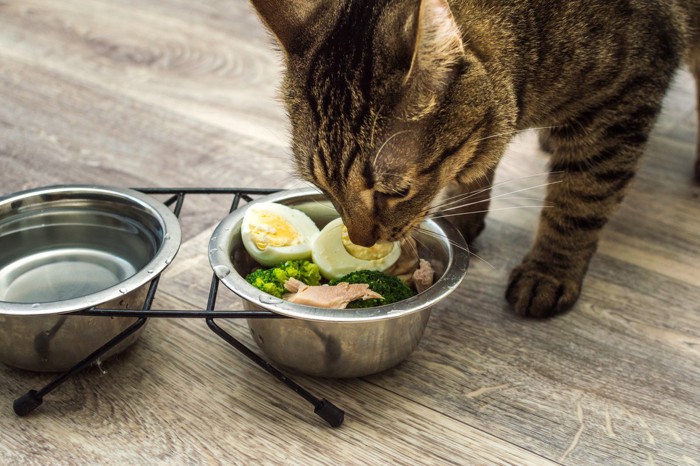 ご飯を食べる猫