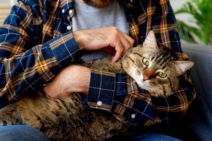 男性に抱かれる猫