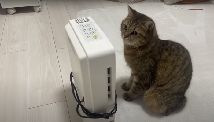 ヒーターと猫