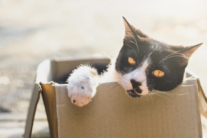 段ボール箱に入り込む白黒猫