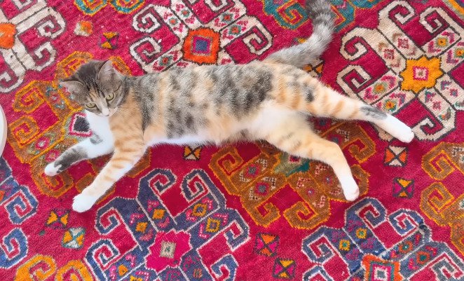 寝転がる猫