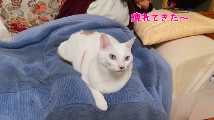 前を見る猫