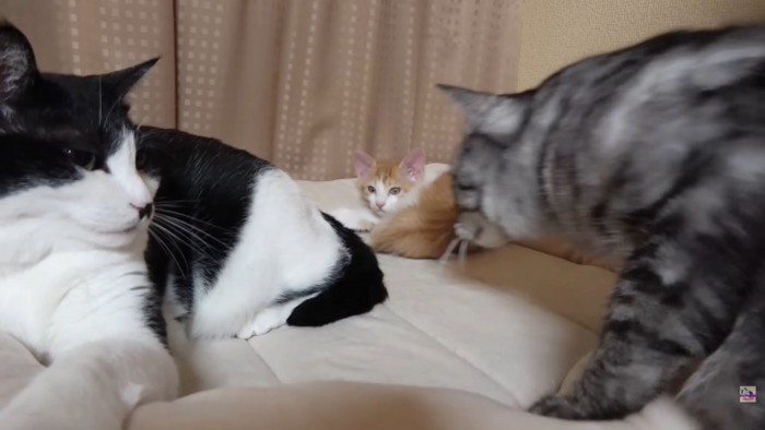 3匹の猫ちゃん
