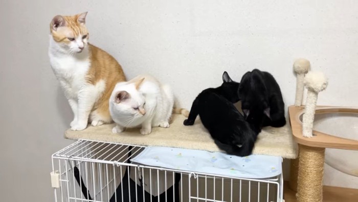 姉弟を見つめるふたり