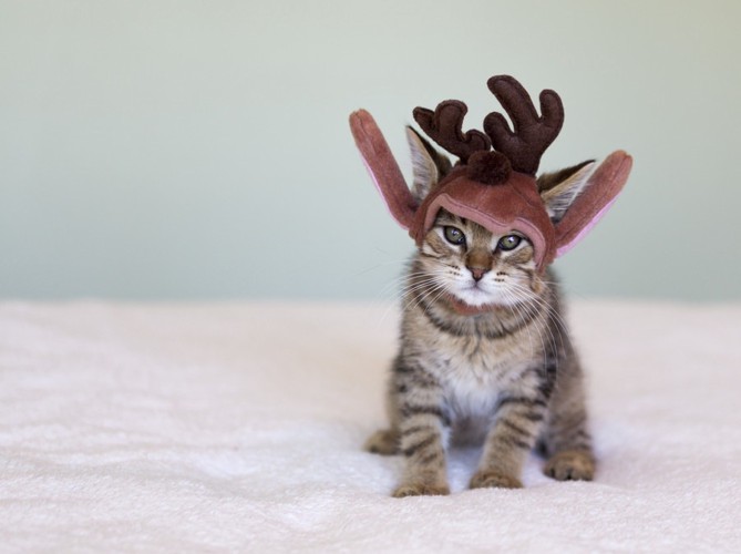 トナカイのかぶりものの子猫