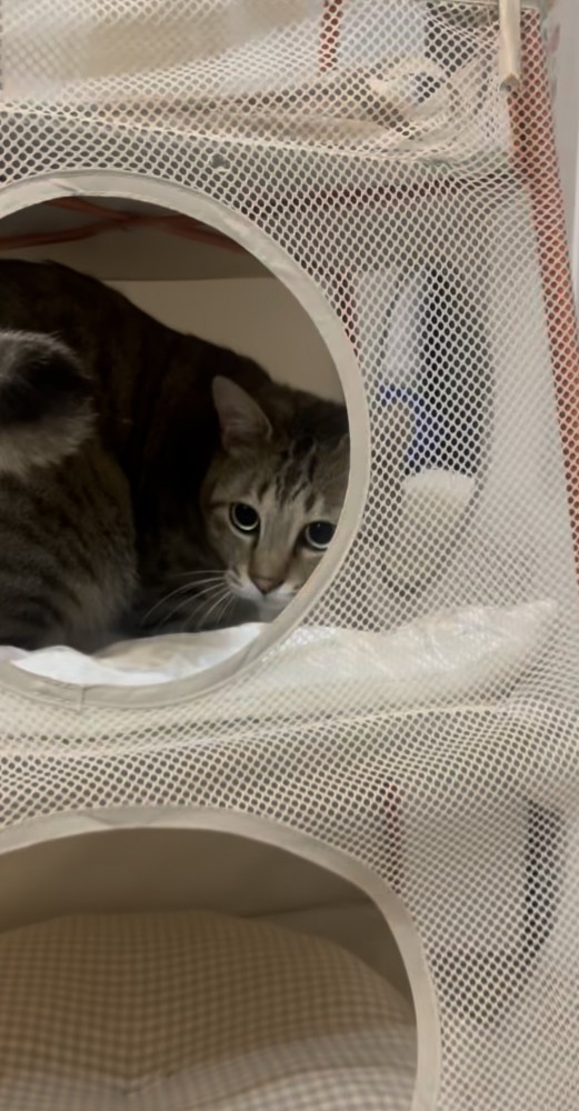 飼い主をチラ見する保護猫
