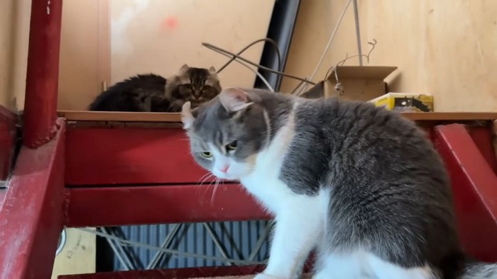 階段に座る猫2匹