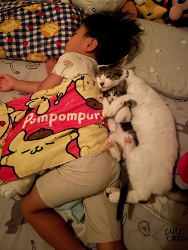 ぐっすり眠る4歳児に寄り添う猫2匹3