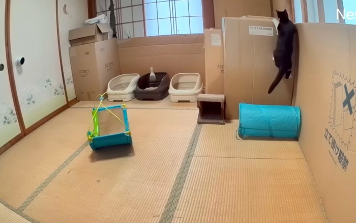 飛びつく猫