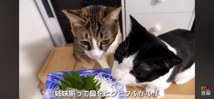 お刺身の匂いを嗅ぐ2匹の猫